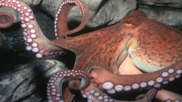 #9 Осьминоги / Octopus смотреть онлайн