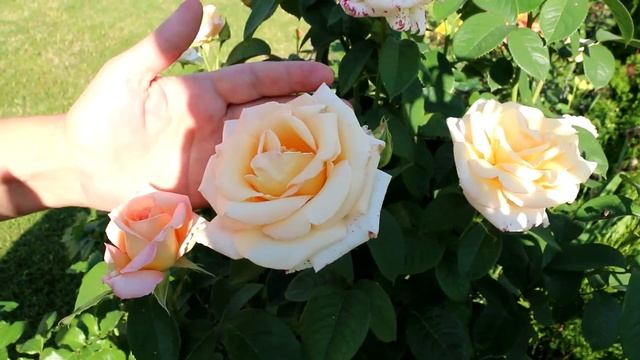 РОЗЫ ДЛЯ НЕЖНЫХ РУК. 10 БЕСШИПНЫХ СОРТОВ РОЗ. ROSES FOR GENTLE HANDS. 10 THORNEESS ROSE VARIETIES. смотреть онлайн