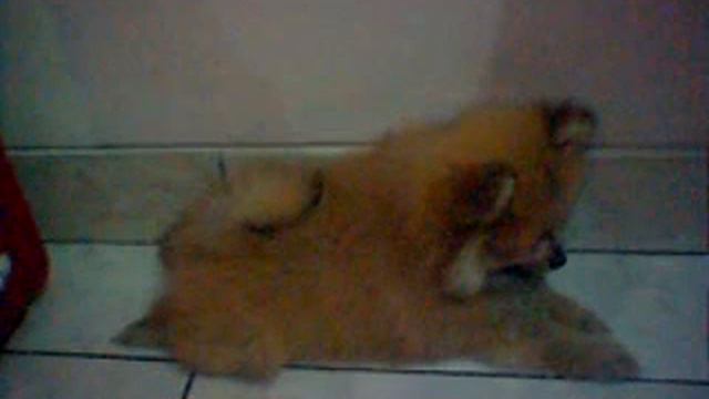 jacko 01 the mini pomeranian смотреть онлайн