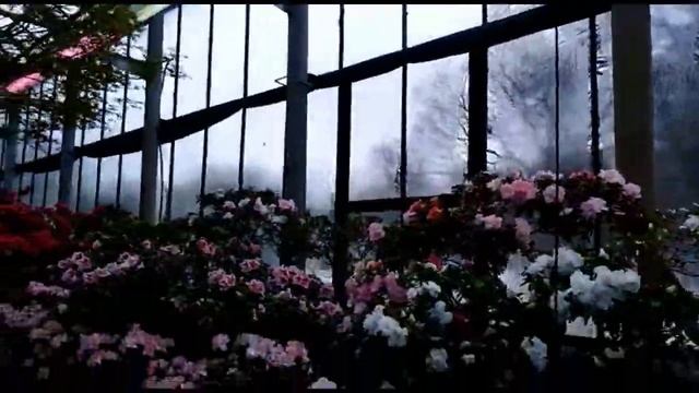 Ботанический сад СПБ 2019.Выставка тюльпанов "МЕЧТЫ О ВЕСНЕ".Мой ВЛОГ. смотреть онлайн