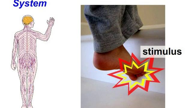 Stimulus & Response (Nervous & Endocrine Systems) смотреть онлайн