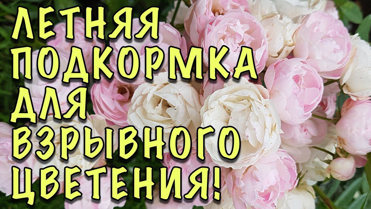 ВЗРЫВ ЦВЕТЕНИЯ! Остался ПОСЛЕДНИЙ ШАГ. Чем подкормить РОЗЫ В НАЧАЛЕ ЛЕТА смотреть онлайн