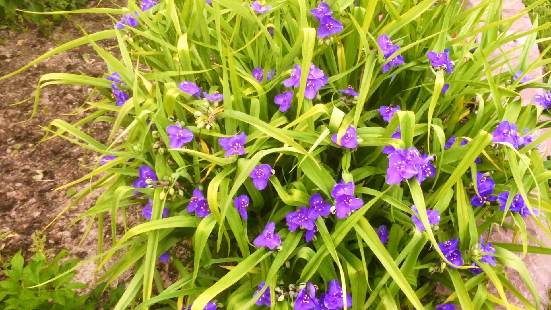 ТРАДЕСКАНЦИИ / БАРБАРИСЫ АУРЕА / ХОСТЫ БИГ ДЕДДИ и БИГ МАМА и др. Дачный креатив.