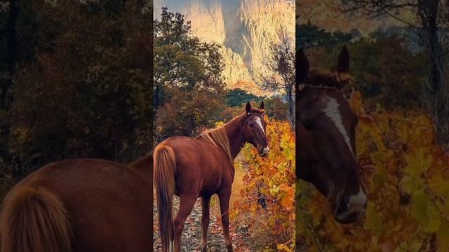 Это должен знать каждый всадник,часть 1.Защитная каска (шлем).