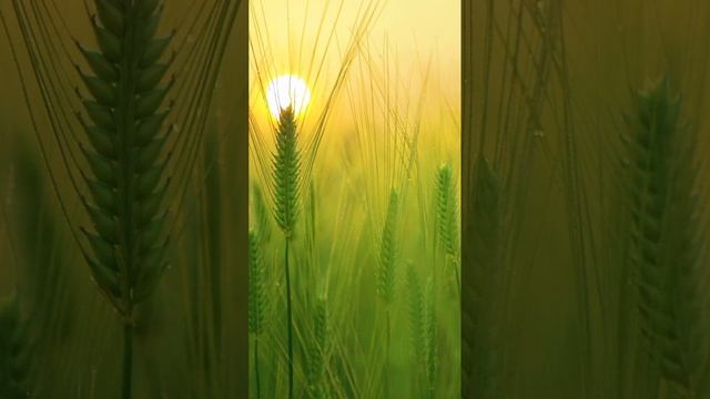 Приобретение духовного опыта. Свами Вишнудевананда Гири, Сила мысли. смотреть онлайн