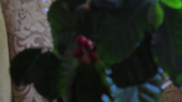 Комнатное дерево кофе Арабика. Homemade Arabica coffee tree. Árvore de café arábica caseiro. смотреть онлайн