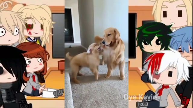 MHA/BNHA Character React to Deku's Pets/This is long/GCRV/MHA/BNHA/Gacha Club/All parts - 17 смотреть онлайн