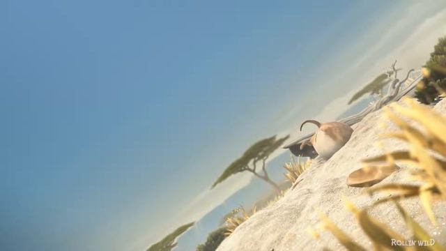 ROLLIN' WILD 'Giraffe' - what if animals -ere round? смотреть онлайн