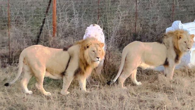 Как молодые львы ВСТРЕТИЛИ ЕНОТА Шурика?! смотреть онлайн