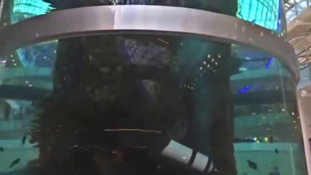 Аквариум в ТЦ Авиатор смотреть онлайн