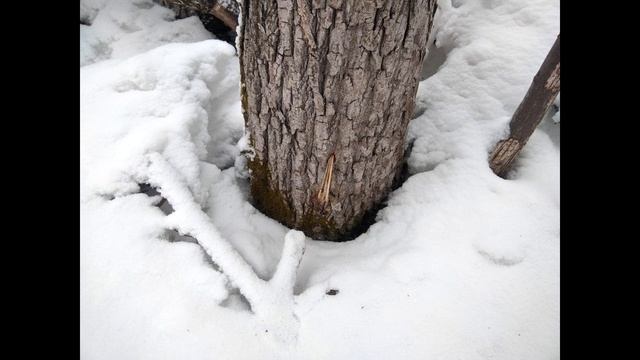 #Клен - как неизвестная кладовая (и аптека) леса смотреть онлайн