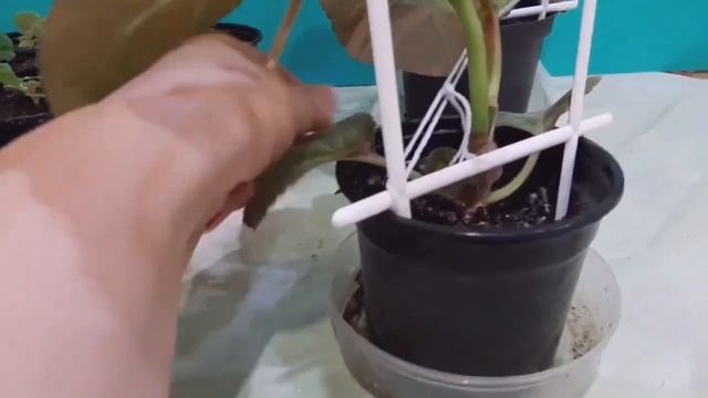 К каждой глоксинии свой подход и уход. смотреть онлайн