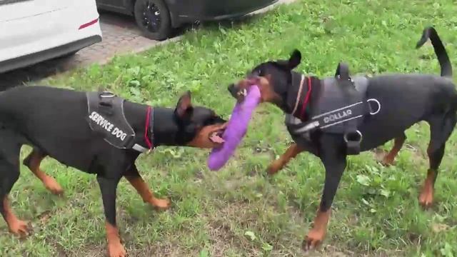 Как живут в квартире два добермана. смотреть онлайн