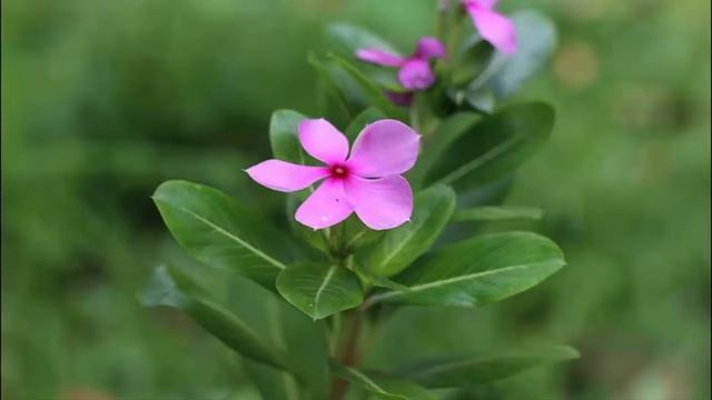 How To Grow And Maintain Catharanthus Roseus Flowers Easily For Ornamental Plants смотреть онлайн