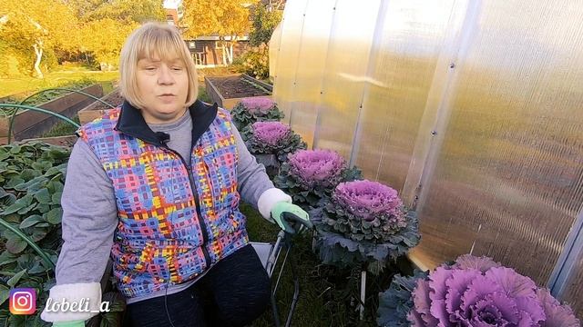 Декоративная капуста Осака: осенняя питерская "роза". Выращивание, уход, защита от гусениц и улиток смотреть онлайн