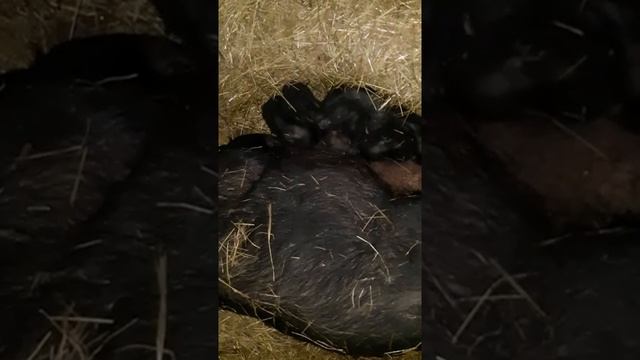 Опорос вьетнамской вислобрюхой свинки смотреть онлайн