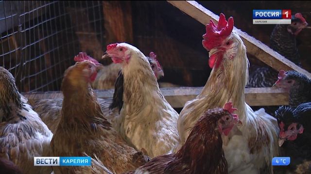 Как на бюджетные средства можно улучшить свой бизнес смотреть онлайн