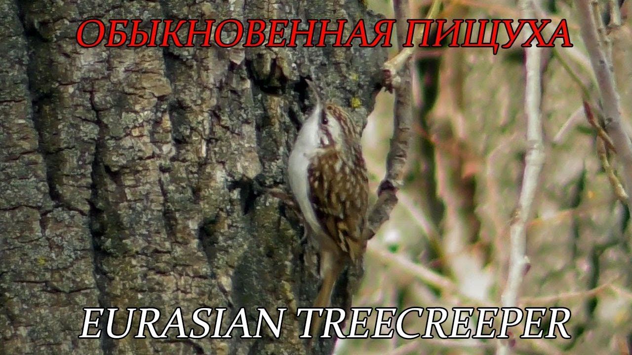 Обыкновенная Пищуха, Eurasian treecreeper, Certhia familiaris смотреть онлайн