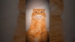 АМЕРИКАНЕЦ В РОССИИ 🤣🤣🤣🥲😁😆😅#Приколы#Кот#Юмор#Смехдослез#Prikoly#Kot#Yumor#Smekhdoslez