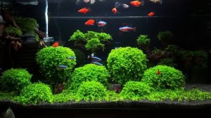 аквариум с живыми растениями, акваскейп,  микрантемум Монте Карло и рождественский мох