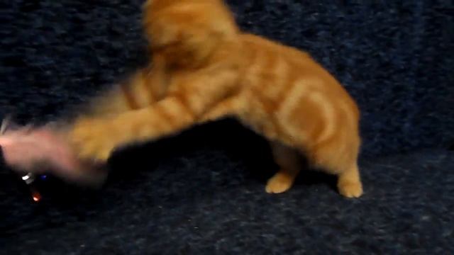 Скоттиш фолд кошечка красный мрамор. Помёт "М... Элбон Фолд"". смотреть онлайн