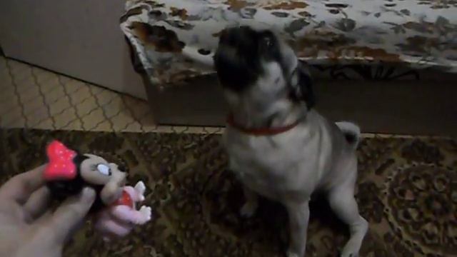 Подпевающий мопс смотреть онлайн