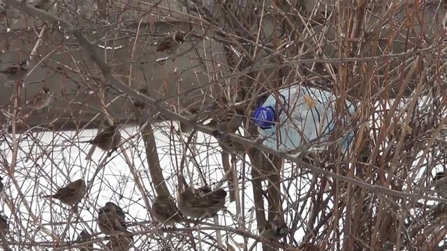 Ukraine, Kiev: Sparrows, Pigeons and Craws Are Hungry смотреть онлайн