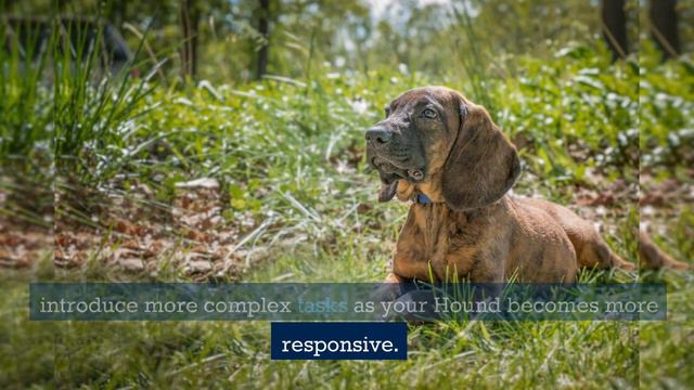 Discovering The Hanoverian Scent Hound: History, Traits, And Training