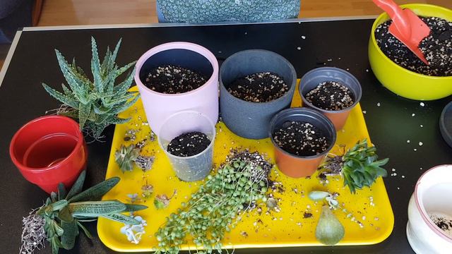 SUCCULENT ARRANGEMENTS IN POTS. VIDEO ABOUT SUCCULENTS смотреть онлайн