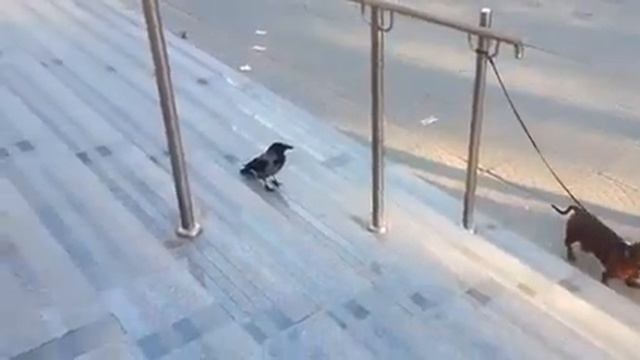 ворона и такса =) смотреть онлайн