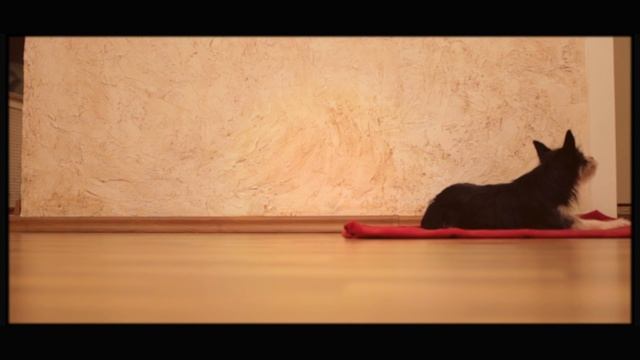 ЮТА. Рождественская история одной собаки смотреть онлайн