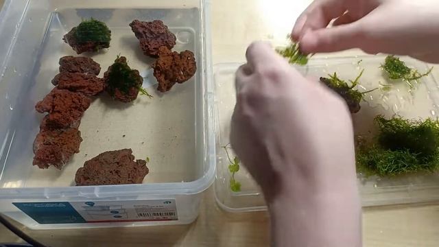 Как посадить мох в аквариуме смотреть онлайн