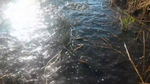 Карась на мели