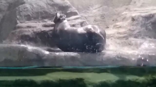 Байкальские нерпы смотреть онлайн