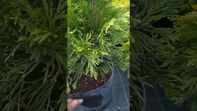 посадка и уход за туй складчитой форева голд смотреть онлайн