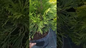 посадка и уход за туй складчитой форева голд