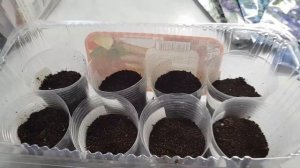 Сею лобелию/Как вырастить лобелию без пикировки/Лобелия серии  Ривьера и Регата