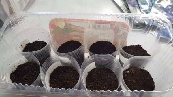 Сею лобелию/Как вырастить лобелию без пикировки/Лобелия серии  Ривьера и Регата