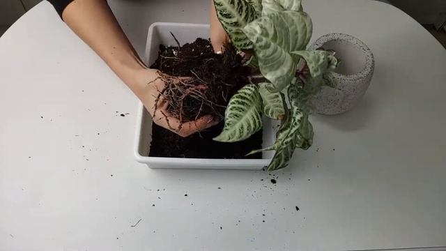 Aphelandra squarrosa "White wash" cuidados y trasplante смотреть онлайн