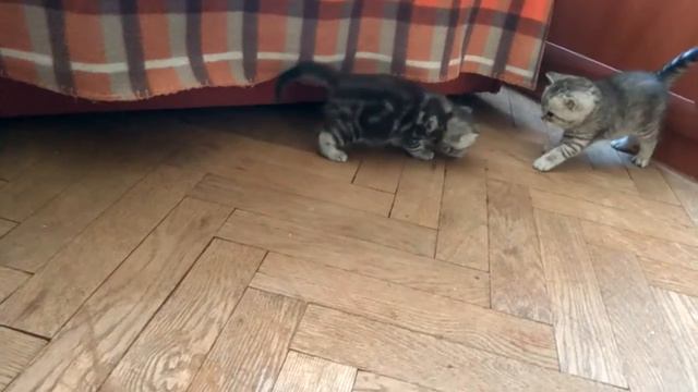 Котята научились вылезать из коробки 4 смотреть онлайн