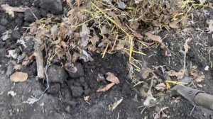 Лучшие варианты использования куриной подстилки как удобрения