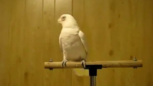 Реп от попугая