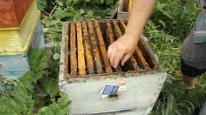 двухкорпусное содержание пчел - часть 4 ( развитие семьи карпатки )