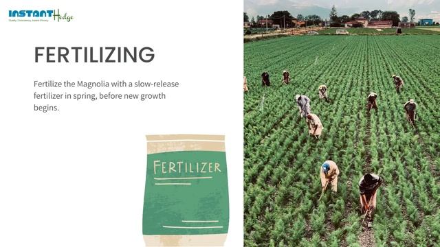 The Ultimate Guide to Caring for Your Royal Star Magnolia смотреть онлайн