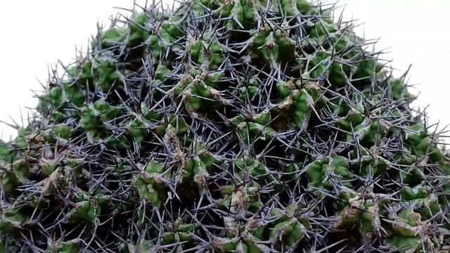 Euphorbia mitriformis смотреть онлайн