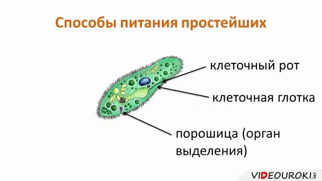 04 Общая характеристика одноклеточных животных смотреть онлайн