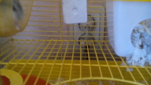 Что обязательно должно быть в клетке у хомячка? смотреть онлайн