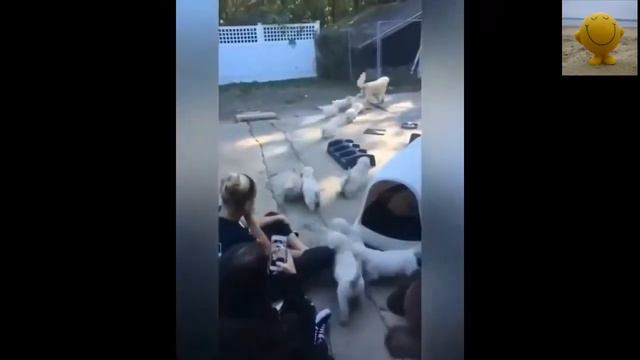 ЭТИ ЗАБАВНЫЕ ЖИВОТНЫЕ (просто детский сад) смотреть онлайн