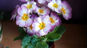 Примула комнатная — как ухаживать дома