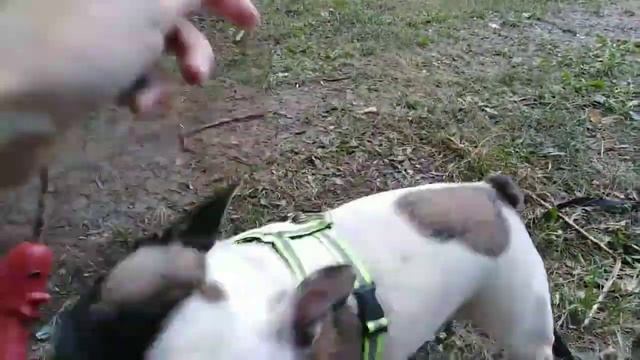 Прогулка с собачками бульдог и той терьер. Французский бульдог и русский той. смотреть онлайн